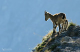  Alpine ibex, Bouquetin des Alpes (Capra ibex)