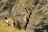  Alpine ibex, Bouquetin des Alpes (Capra ibex)