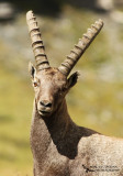  Alpine ibex, Bouquetin des Alpes (Capra ibex)