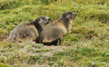 La marmotte des Alpes, Alpine Marmot (Marmota marmota)