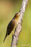 Eurasian wryneck, Torcol fourmilier (Jynx torquila)
