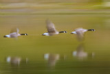 branta-c.jpg