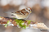 American Tree Sparrow (Spizella arborea)