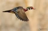 Wood-duck, Canard branchu (Aix sponsa)