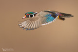 Wood-duck, Canard branchu (Aix sponsa)