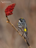 Yellow-rumped Warbler (Dendroica coronata)