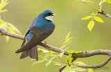 Tree Swallow (Tachycineta bicolor)