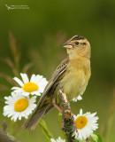  Bobolink (Dolichonyx oryzivorus)