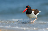 American Oystercatcher, Hutrier dAmrique (Haematopus palliatus)