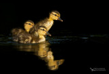 Mallard (Anas-platyrhynchos) Ducklings race