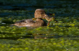 Hooded Merganser, Harle couronn (Lophodytes cucullatus)