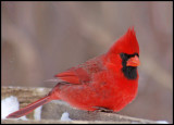 Northern-Cardinal m 35