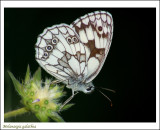 Marbled White (Melanargia galathea)