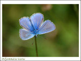 Common blue (Polyommatus icarus)