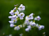 Meadow Flower