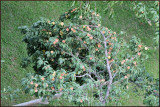 Fruit gardens at Khaplu Fort.jpg