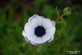 Flower-05.JPG