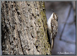 Grimpereau brun ( Brown Creeper )