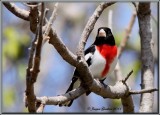 Cardinal  poitrine rose ( Rose-breasted Grosbeak )