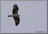 Balbuzard pcheur ( Osprey )