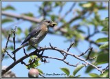 Merlebleu de lest ( Eastern Bluebird )