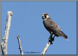 Faucon plerin ( Peregrine Falcon )