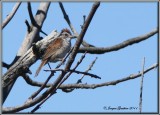 Bruant des marais ( Swamp Sparrow )