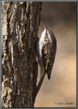 Grimpereau brun ( Brown Creeper )