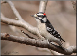 Pic mineur ( Downy Woodpecker )