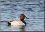 Fuligule  dos blanc ( Canvasback )