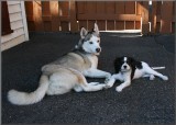  Macha ( Cavalier King Charles ) & Louna ( Husky Sibrien )