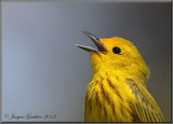 Paruline jaune ( Yellow Warbler )
