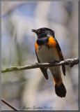 Paruline flamboyante (American Redstart )