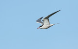 Visdief/Common Tern