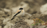 Woestijntapuit/Desert Wheatear