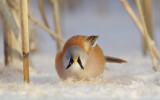 Baardmannetje/Bearded Tit