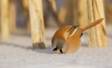 Baardmannetje/Bearded Tit