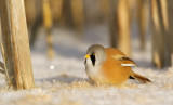 Baardmannetje/Bearded Tit