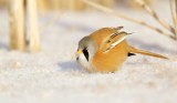 Baardmannetje/Bearded Tit