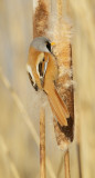Baardmannetje/Bearded Tit