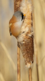 Baardmannetje/Bearded Tit