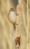 Baardmannetje/Bearded Tit