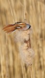 Baardmannetje/Bearded Tit