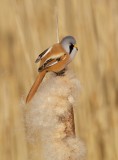 Baardmannetje/Bearded Tit