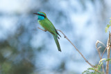 Kleine Groene Bijeneter/Green Bee-eater