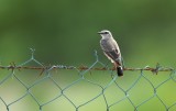 Roodstaarttapuit/Red-tailed Wheatear