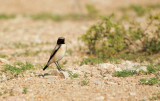 Woestijntapuit/Desert Wheatear