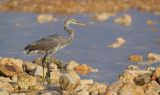 Westelijke Rifreiger/Western Reef Heron