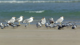 Reuzenzwartkopmeeuw/Pallass Gull