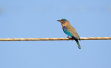 Indische Scharrelaar/Indian Roller